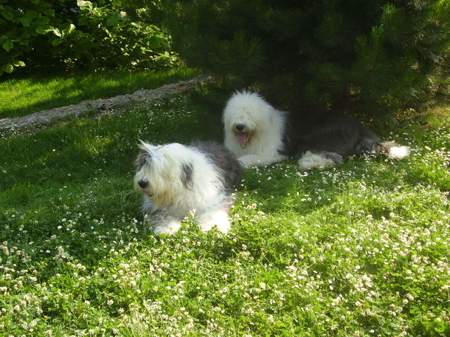 Bobtail2.jpg