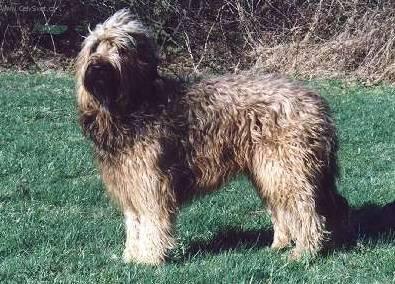 briard2.jpg