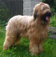 briard4.jpg