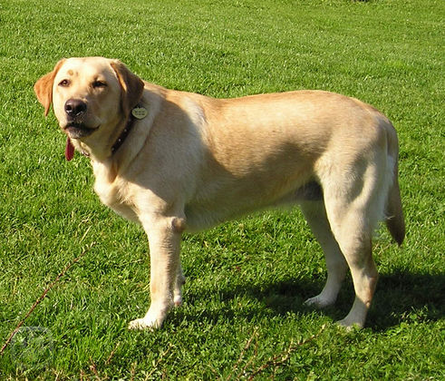 labrador1.jpg