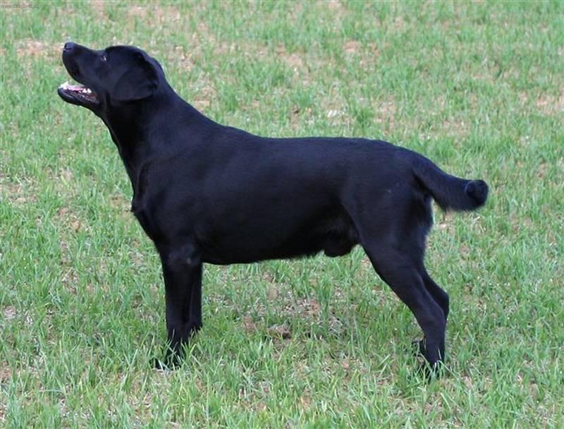 labrador3.jpg
