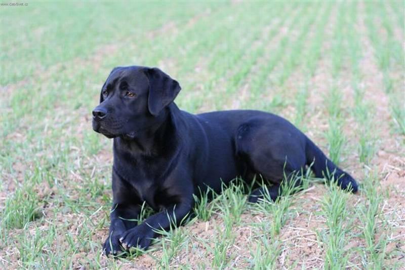 labrador4.jpg