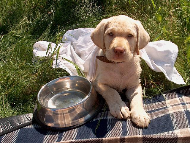 labrador6.jpg