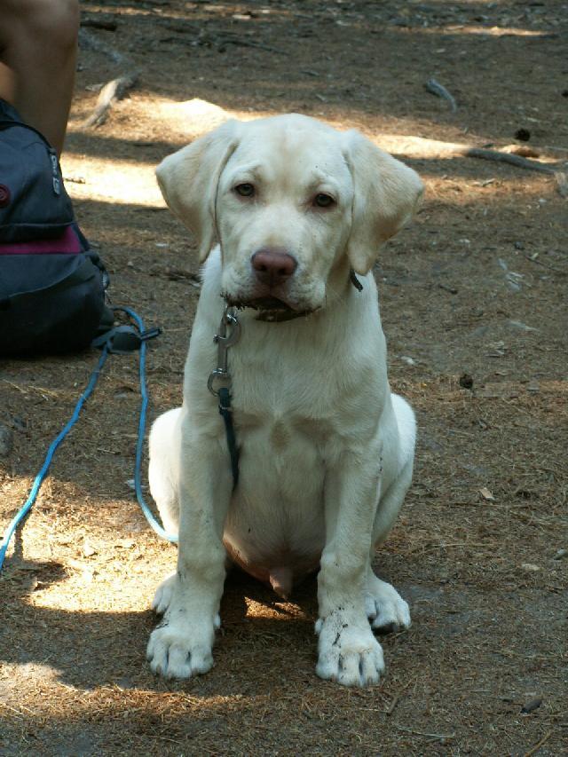 labrador7.jpg
