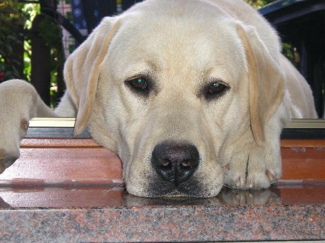 labrador8.jpg