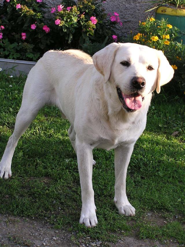 labrador9.jpg