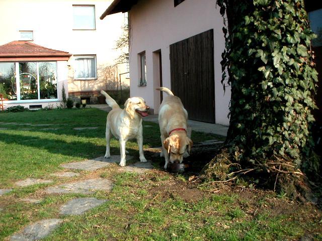 labrador10.jpg